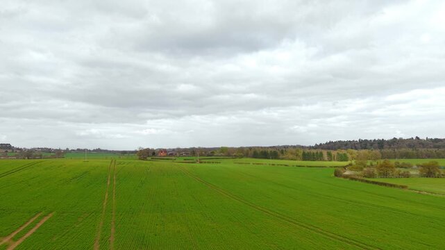 Green wheat field stretching across farmland under dramatic cloudy sky with distant farm buildings on horizon. Spring agriculture landscape with fresh crop rows and tractor tracks across rolling