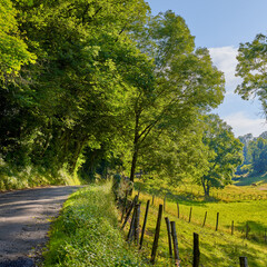 Naklejka premium Rural, road and driveway on farm with trees, sustainable environment and countryside plantation. Gravel, path and plant growth on agriculture land with peace, tranquility and eco friendly vegetation.