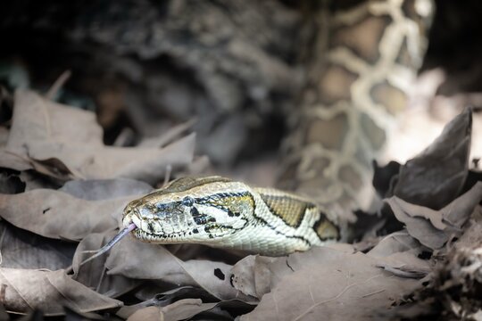 Burmese Python Invasive Species on Dry Leaves Florida Everglades