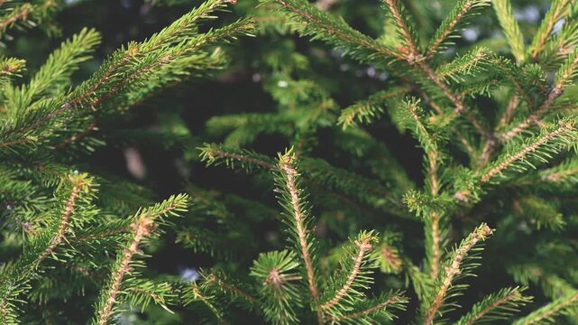 Green spruce tree branches with sharp needles forming a detailed view of natural evergreen foliage, providing a vibrant texture and botanical pattern suitable for nature themed designs