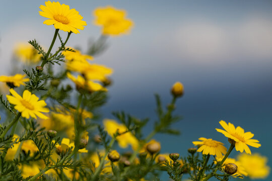 Chrysanth&egrave;mes couronn&eacute;s au printemps