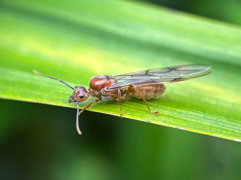 Close up of queen ant, queen weaver ant (Oecophylla smaragdina)