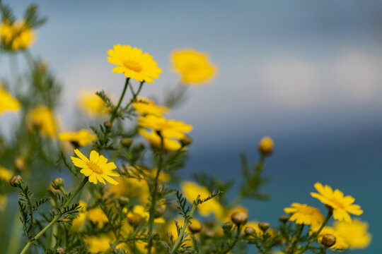 Chrysanth&egrave;mes couronn&eacute;s au printemps