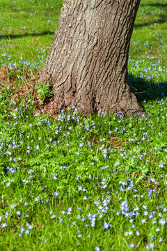 Blumenwiese mit Baumstamm und Blausternbl&uuml;te im Fr&uuml;hling, Deutschland