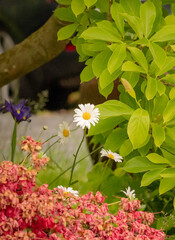 Blooming daisies (Bellis perennis) surrounded by vivid greenery and flowers, peaceful garden atmosphere with warm natural light. © Anna