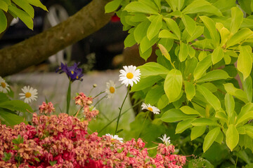 Close-up of daisies (Bellis perennis) in blooming garden, fresh green foliage and colorful flowers creating a soft, natural background. © Anna