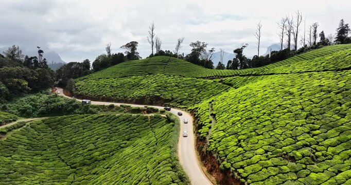 Forward fly cinematic aerial view of rural road amidst Tea Plantation hill in Munnar, Kerala, India. Aerial view of a tea plantation in Munnar. The beautiful Western Ghats mountain range in Kerala