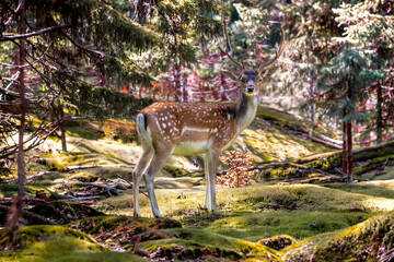 Daim femelle, daine, de profil, dans la forêt