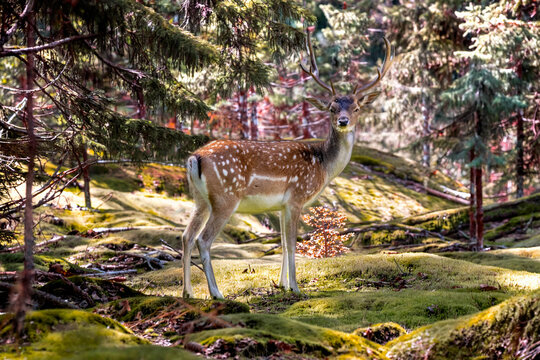 Daim femelle, daine, de profil, dans la for&ecirc;t