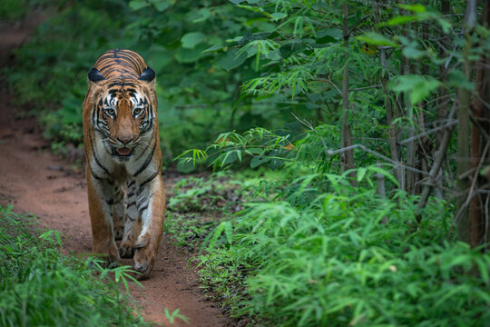 A tiger walks along a dirt path in a lush green jungle. The animal moves slowly among the plants and trees, blending in with its surroundings. The overcast lighting makes the scene appear vibrant