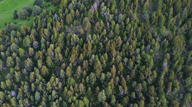 Aerial high angle over a dense coniferous forest; a metaphor for growth, carbon sink and ecology