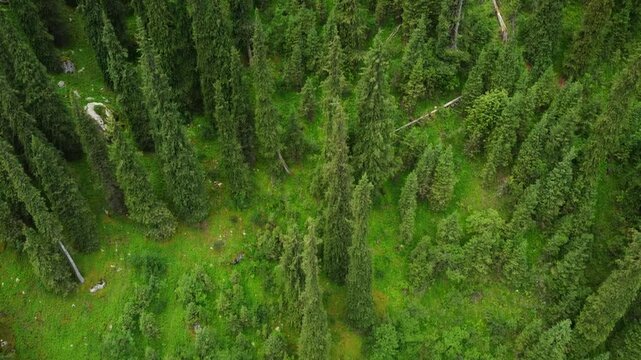 Aerial tilt down reveal of an empty winding road through a dense pine forest; a metaphor for mystery and the unknown
