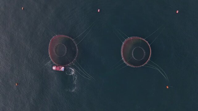 Footage of fish ponds, the main form of aquaculture. Salmon, sea bass, sea bream and trout are the most commonly grown fish in fish ponds used for commercial fishing in the sea, lakes and ponds.