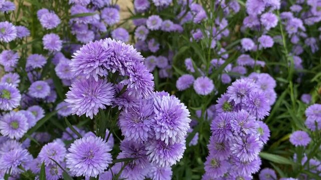 Video of purple aster flowers blooming densely in garden, vibrant floral background with soft petals and green foliage