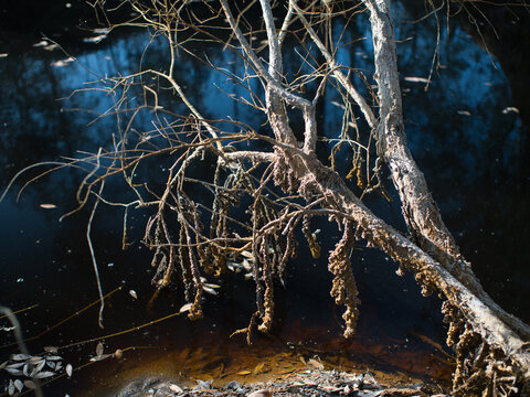 Cajuput tree, paper bark tree in waterlogged forests during the dry season.