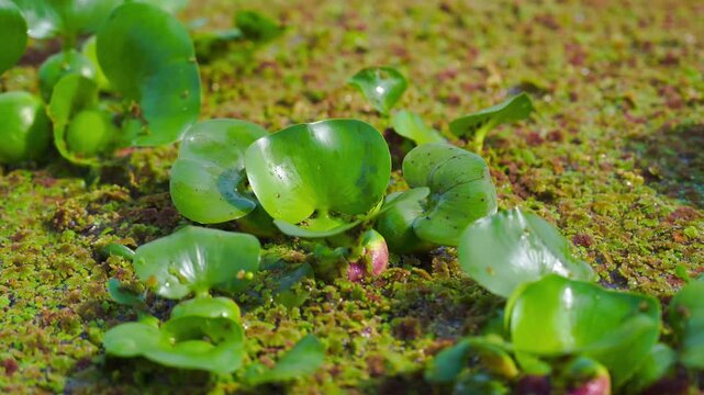 Water hyacinth floats on aquatic plants, often called azolla pinnata, resting in a pond. A natural aquatic landscape.