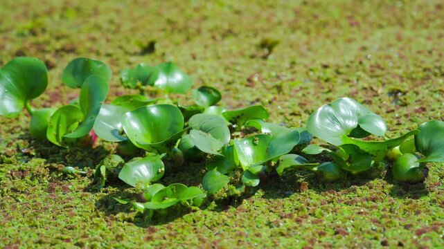 Water hyacinth floats on aquatic plants, often called azolla pinnata, resting in a pond. A natural aquatic landscape.