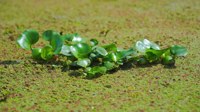 Water hyacinth floats on aquatic plants, often called azolla pinnata, resting in a pond. A natural aquatic landscape.