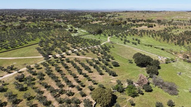 Aerial view of neatly planted olive groves interspersed with dirt roads and green fields under a clear sky, creating a patterned landscape, Navas del Madrono, Spain.