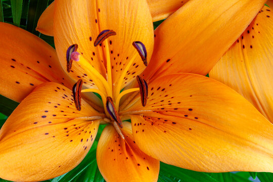 Orange Lilium flower blossom bouquet macro horizontal background