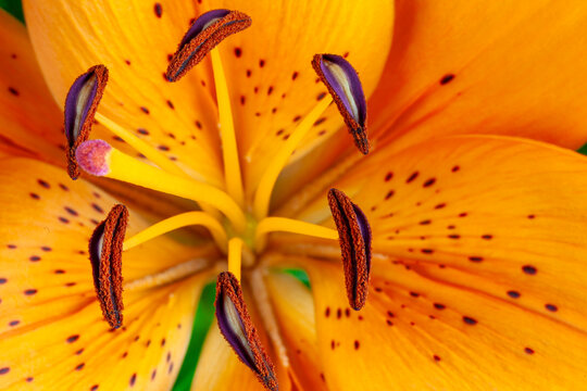 Petals of an orange lilium flower blossom macro horizontal background