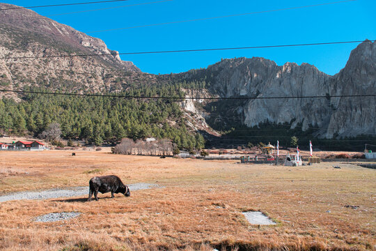 Domestic Livestock Grazing on High Altitude Alpine Meadow Near Manang Annapurna Nepal
