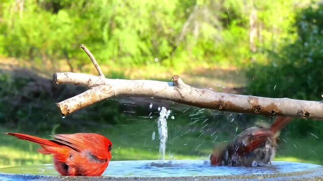 A video of a red cardinal and a brown bird bathing together in a serene outdoor water feature on a sunny day