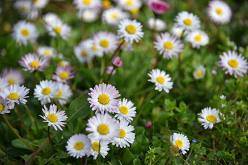 Fototapeta premium A picturesque meadow strewn with numerous small daisies with bright yellow centers white petals Bellis perennis green foliage flowers grass nature flora