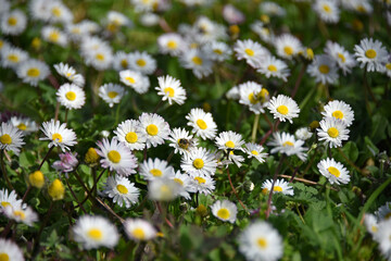 A picturesque meadow strewn with numerous small daisies with bright yellow centers white petals Bellis perennis green foliage flowers grass nature flora © Владимир Берлизов