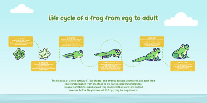 Life cycle of a frog infographic from egg to adult stage