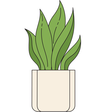 snake plant illustration