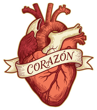 Anatomical human heart illustration with vintage banner ribbon reading corazon vector graphic design