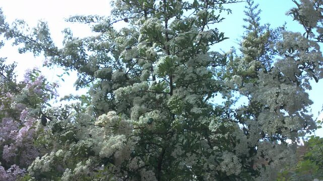 A variety of beetles of various species feed on the small white flowers of a blooming Scarlet firethorn (Pyracantha coccinea), panorama