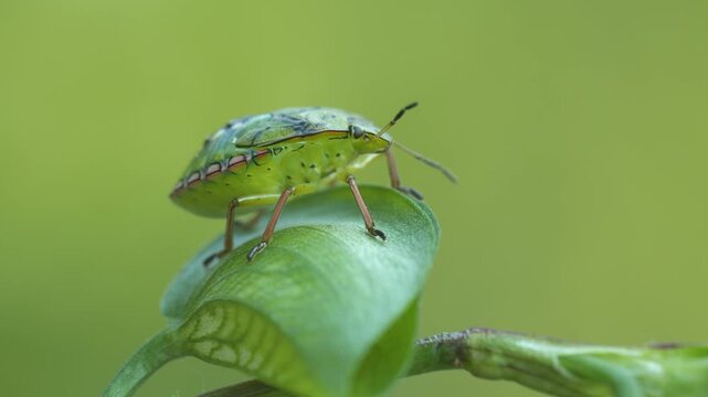 Close-up footage of a green skunk beetle.