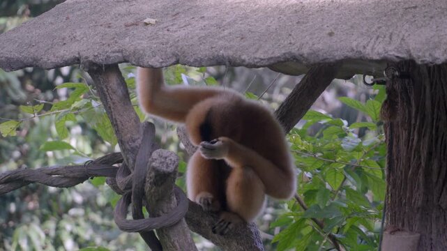 Gibbon moves gracefully through tangled branches. Soft fur contrasts with rough tree bark. Green leaves fill the background. Animal exhibits natural curiosity. Movement is slow, deliberate