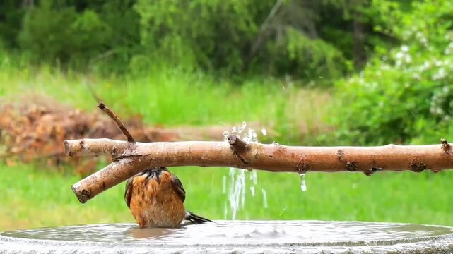 A beaver builds a dam in a serene pond surrounded by lush greenery in a natural landscape