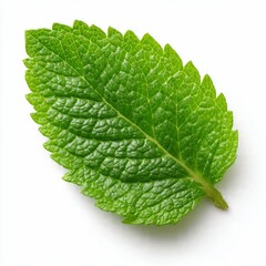 Obraz premium Fresh mint leaf with detailed veins and serrated edge isolated on white background for culinary use.