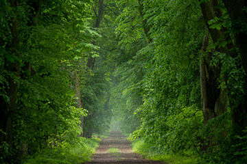 Rezerwat Modrzewina