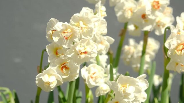 White double daffodils bloom against a gray background