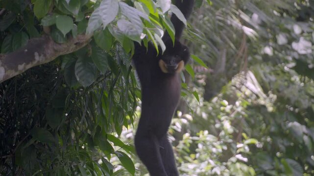 Black spider monkey hangs from tree branch. Green leaves sway in natural forest light. Animal grips branch with long arms extended. Background shows dense jungle foliage