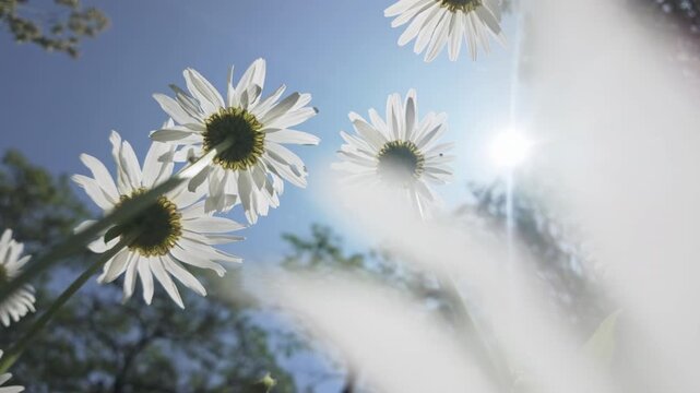 Bottom-up view of the white flowers of an Oxeye daisy swaying in the breeze against a sunny blue sky, backlit by the sun (God rays).