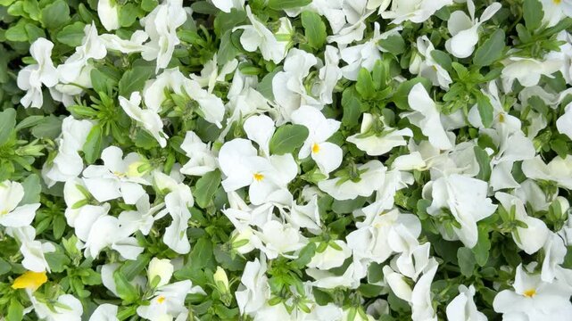 White viola flowers with green leaves