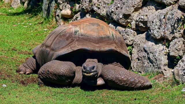 The Aldabra giant tortoise (Aldabrachelys gigantea) on Curieuse island (the site of a successful wild tortoise conservation program) of Praslin island in the Seychelles