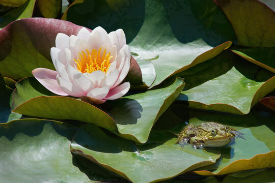 Idylle am Gartenteich