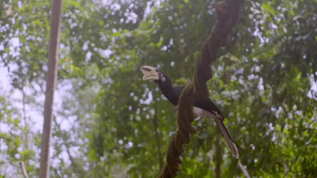 Hornbill perches on a thick rope. Green foliage frames the background. Bird shifts slightly, head tilted upward. Natural light filters through the canopy
