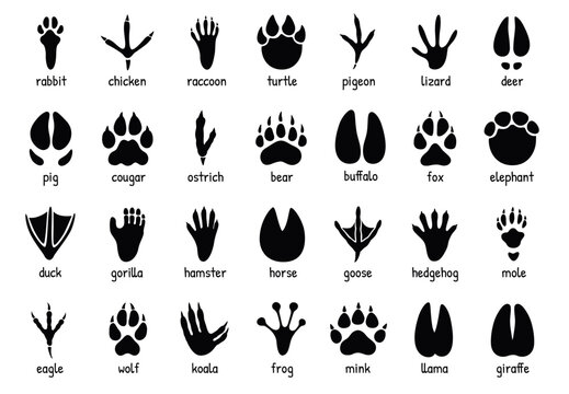 Animal footprints. Wild, domestic pet paw prints, feet and claws imprint. Cat, dog and bear, raccoon and turtle, pigeon and lizard, pig black foot stamps. Fox and elephant, wolf and koala vector set
