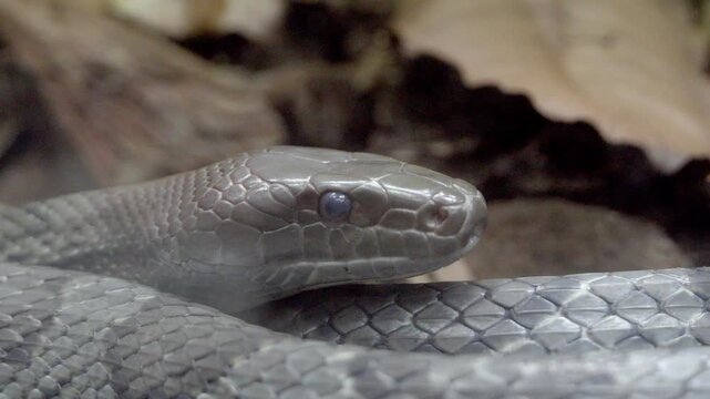 Silver snake rests on forest floor. Eye glints with sharp, focused intensity. Rough scales reflect subtle, natural light. Head remains still, poised for movement
