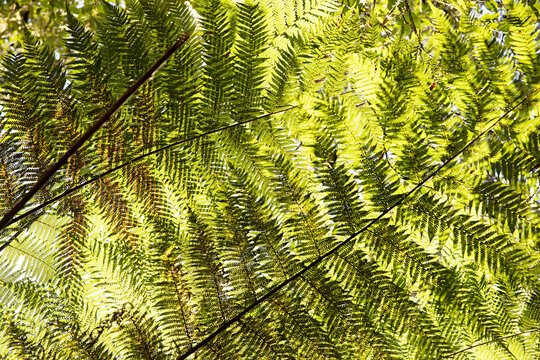 Sunlight filtering through lush green fern fronds in a forest canopy, creating a vibrant natural pattern