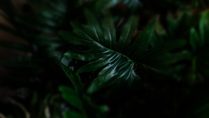 A striking close-up of deep emerald green Philodendron leaf with dramatic lobed edges emerging from moody dark shadows for lush tropical aesthetic. Perfect for nature-themed decor © sutthichai