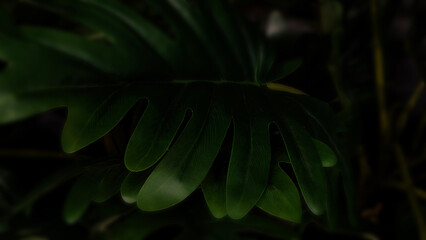 A striking close-up of deep emerald green Philodendron leaf with dramatic lobed edges emerging from moody dark shadows for lush tropical aesthetic. Perfect for nature-themed decor © sutthichai